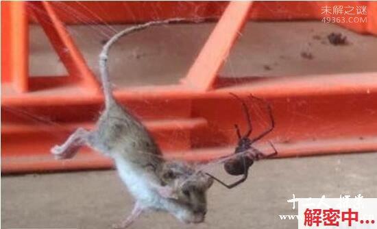 深度解读 SSNI-258-桥本有菜的高中生妹口交技艺全攻略