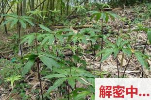 女性主导叙事中的权力游戏！！解析《MDBK-263》中的权威与服从矛盾